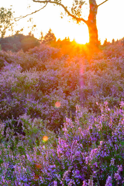istock Blooming Heather plants in Heathland landscape during sunset in summer 842793754