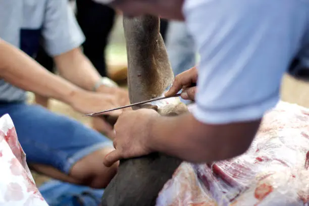 process of skinning a cow