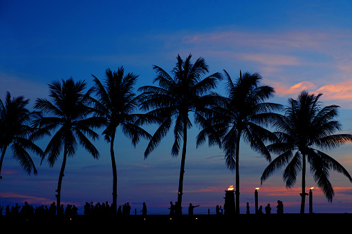 Silhouette Coconut Palm Tree On Beach