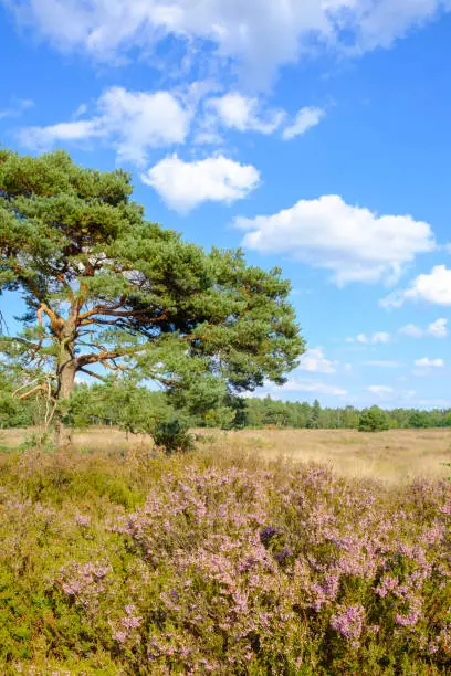 Blossoming Heather plants in a nature reserve in summer with  pine and birch trees. There are fluffy white clouds in the blue sky on this beautiful summer day.