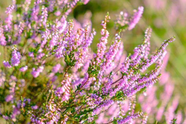 ヒース自然開花ヒース植物夏の予約します。 - flower landscape heather sky ストックフォトと画像