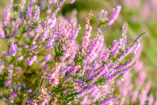 Blossoming Heather plants in a heathland nature reserve in summer