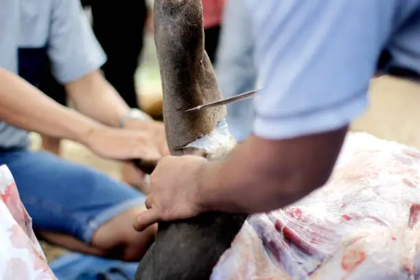 process of skinning a cow
