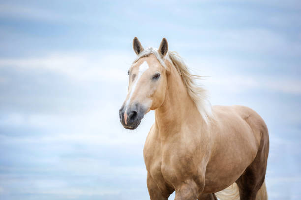 istock Portrait of a horse. 842805136