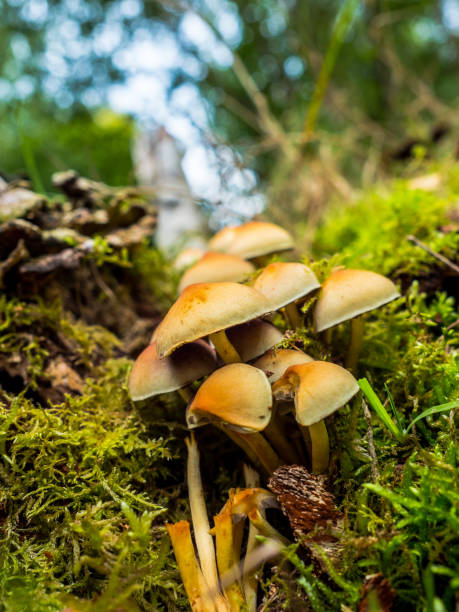istock Sulphur tuft or round cap mushroom fungi 842806078
