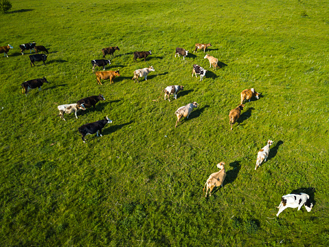 Green field with grazing cows. Aerial background of green meadow.