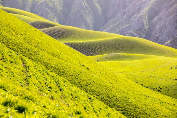 istock Kalajun Grassland, Xinjiang, China 842809646