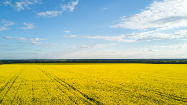 istock Field with blooming Canola in spring. Aerial photo 842813646