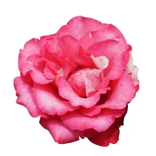 Photo of pink damask rose flower