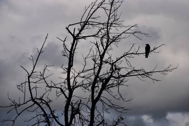 istock Crow sitting on dry branch 842813912