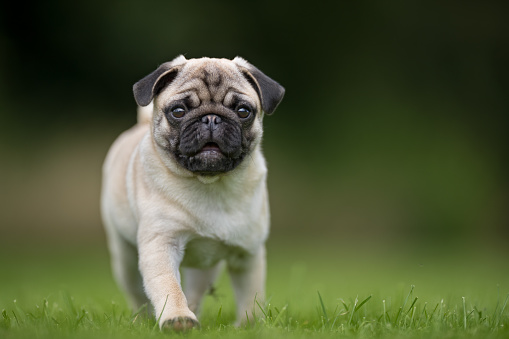 Pug, pet and portrait in home or dog with happiness, health and toys on the floor with smile on face for playing games. Happy, animal and healthy breed at vet or excited puppy with freedom in house