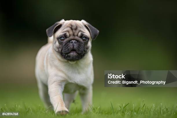 Mops Dog Stock Photo - Download Image Now - Pug, Adult, Puppy