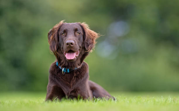 cão de flatcoated retriever - flatcoated - fotografias e filmes do acervo