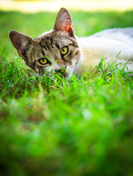 istock Close up of lazy sleepy cat lying down on grass and looking at camera 842817022