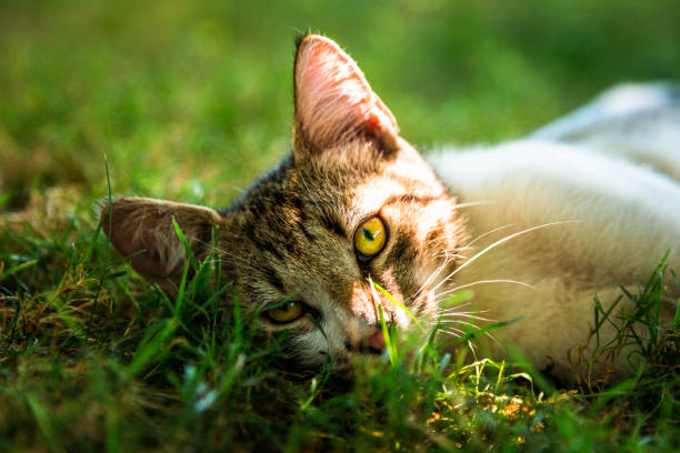 istock Close up of lazy sleepy cat lying down on grass and looking at camera 842817032