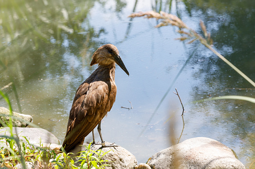 big Hamerkop water bird standing in a small pond