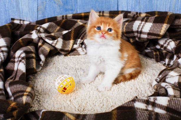 istock Red orange kitten at blue wood 842820414
