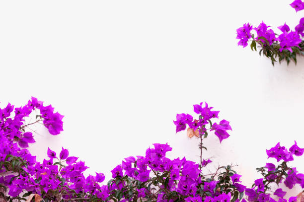 istock A lilac Bougainvillea. 842820910