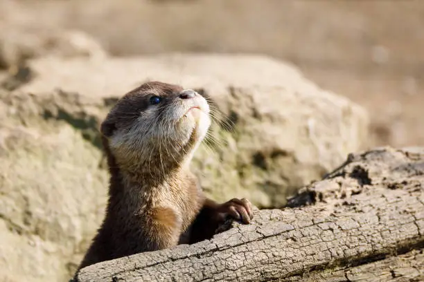 playful baby of river otter, wildlife Czech republic