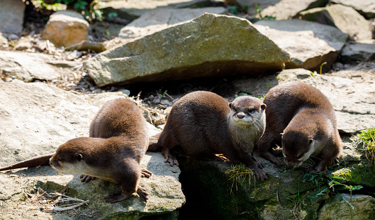 A close up portrait of an otter.