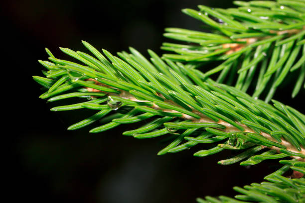 istock Sprig of pine after summer rain closeup. 842822420