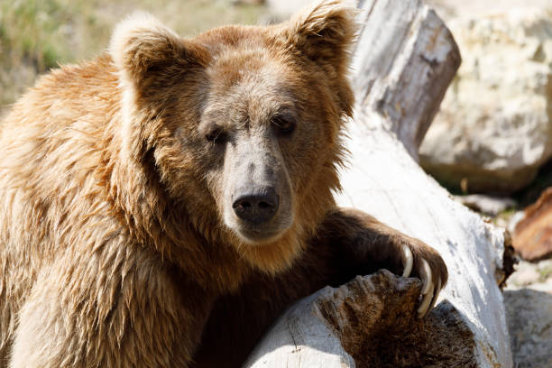 Himalayan brown bear (Ursus arctos isabellinus) Himalayan brown bear (Ursus arctos isabellinus), also known as the Himalayan red bear, Isabelline bear or Dzu-Teh. Sometimes confused or mistaken with Yeti bearberry stock pictures, royalty-free photos & images