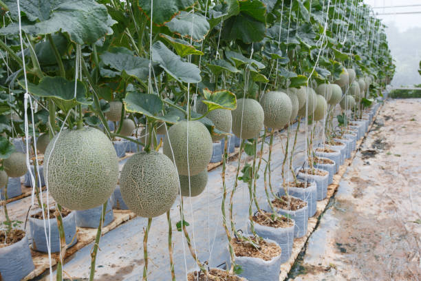 istock The melon is ripe with trees. 842823186