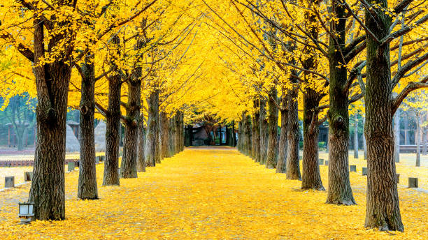 istock Row of yellow ginkgo tree in Nami Island, Korea 842825310