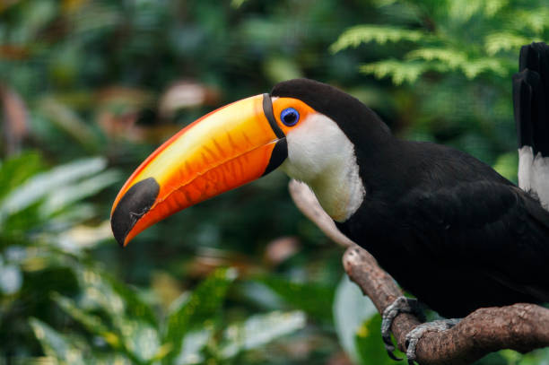 istock Toucan bird closeup on the nature. 842825338