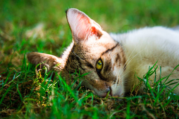 istock Close up of lazy sleepy cat lying down on grass and looking at camera 842825348
