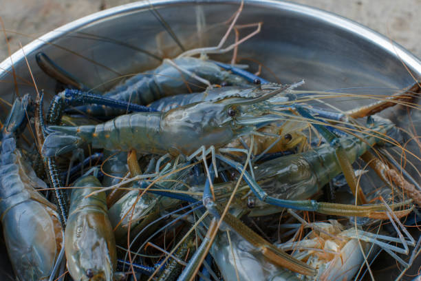 istock Waiting to cook shrimp 842825358
