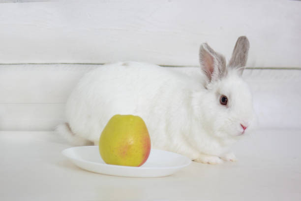 Rabbit is sitting on the floor near a plate with an apple. Pet animals.