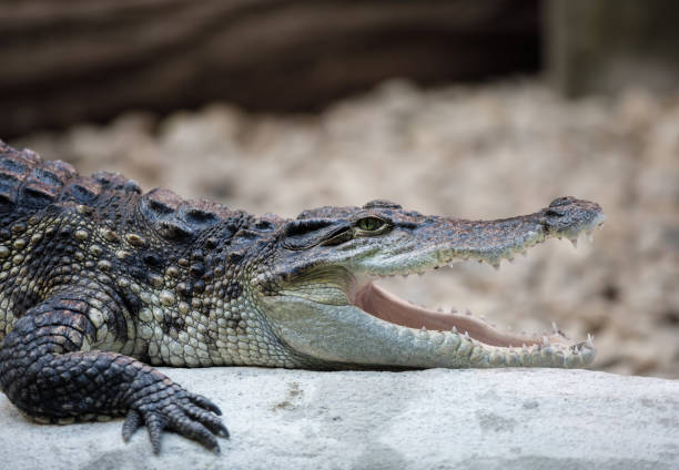 istock Portrait of a Nile Crocodile 842826854