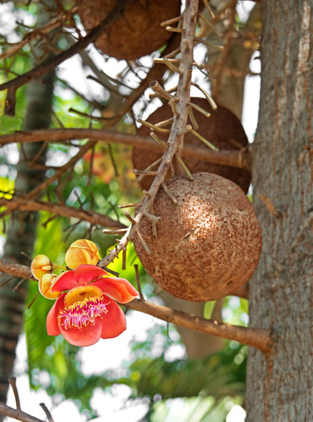 istock Cannonball Tree Flower with Cannonball Fruit 842826896