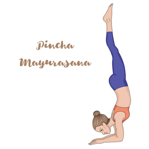 Women silhouette. Feathered peacock yoga pose. Pincha Mayurasana Women silhouette. Feathered peacock yoga pose. Pincha Mayurasana Vector illustration garudasana illustrations stock illustrations