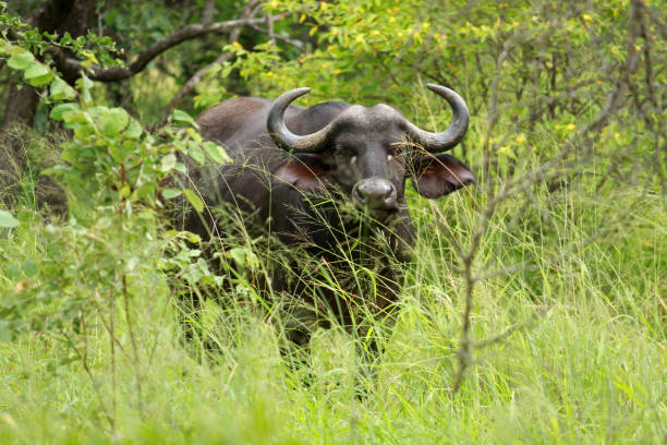 istock Buffalo, Kruger National Park 842831816