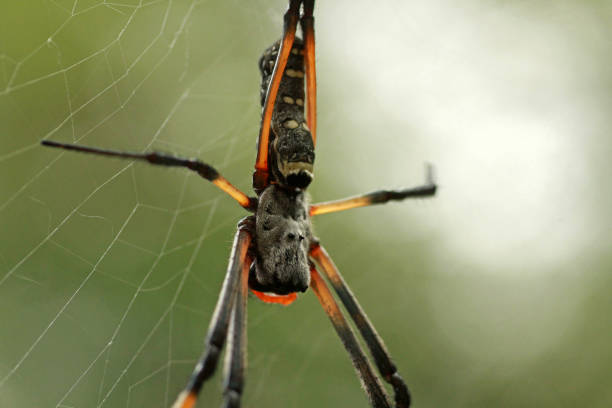 istock Golden silk orb-weaver spider 842832498