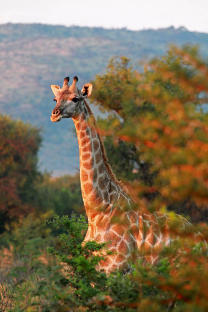 girafe d'afrique du sud - pilanesberg national park photos photos et images de collection