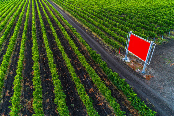 istock Aerial view over vineyard field in Europe 842832708