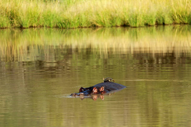 Animal attacking - Hippopotamus in the water at Lake Mburo National Park with baby hippo - Looking at Camera - Extremely Dangerous distance and Extremely dangerous condition.