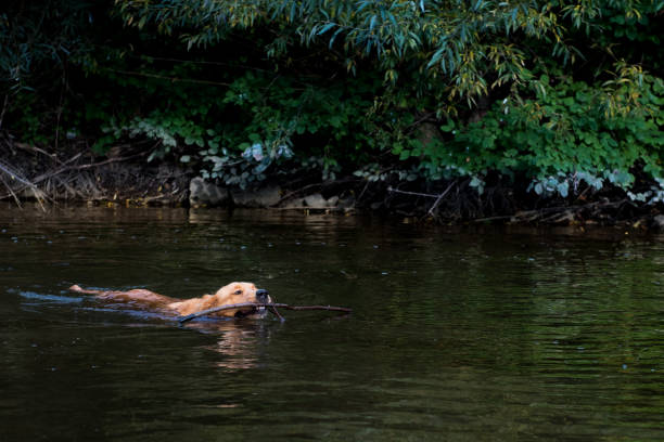 istock Golden retriever retrieving a stick from water 842833334