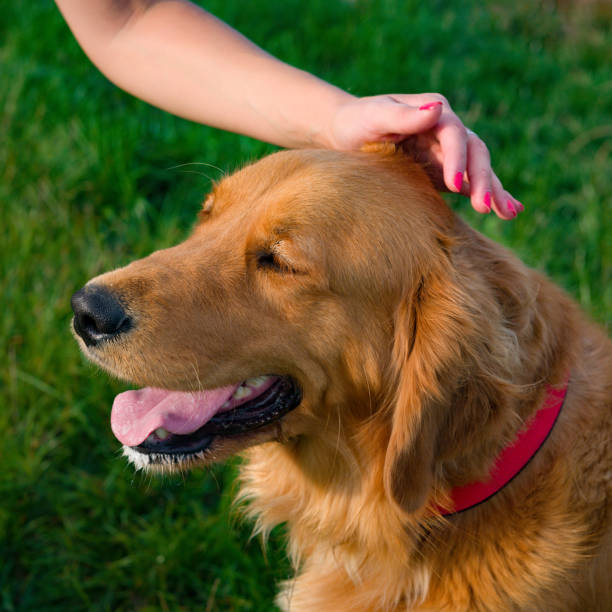 istock Human hand stroking beautiful pet dog. 842833694