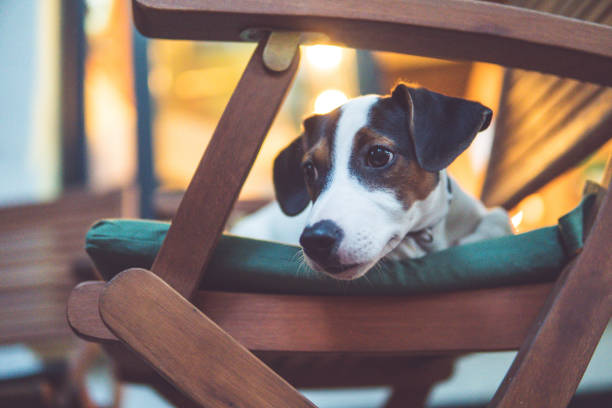 istock Dog relaxing in the chair 842836528