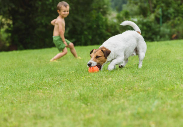 istock Family fun at back yard lawn with pet 842840802