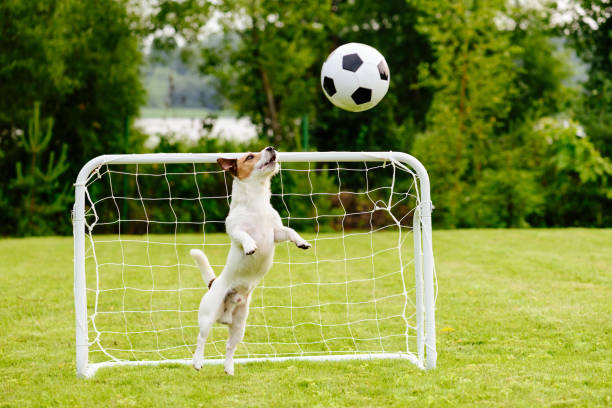 istock Amusing goalie catching generic football (soccer) ball saving goal 842840810