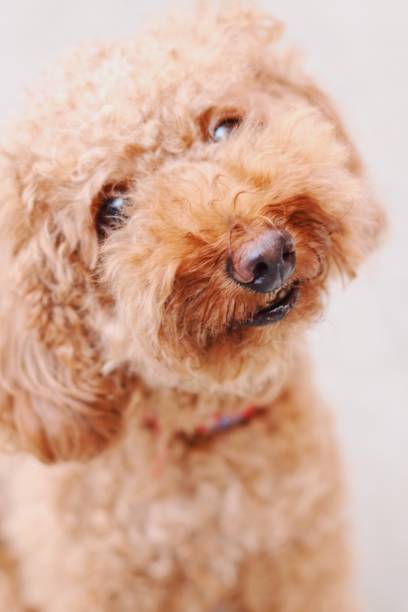 istock Cute toy poodle portraits 842840944