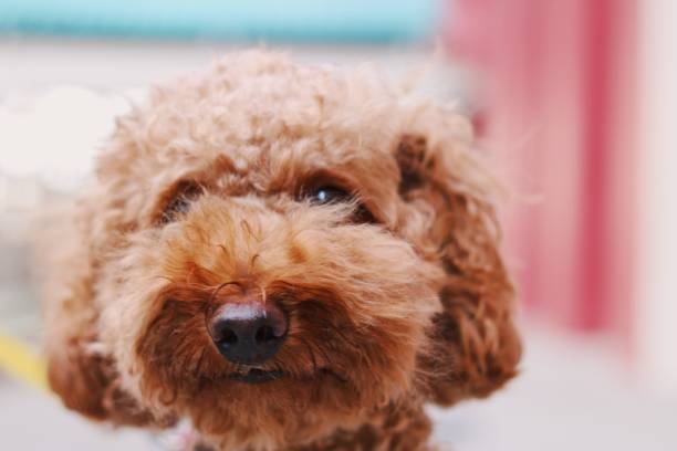 istock Cute toy poodle portraits 842840972