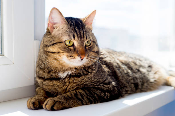 istock Portrait of a cat 842841222