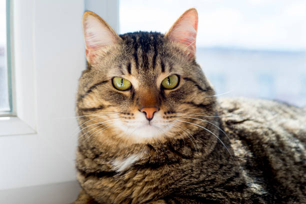 istock Portrait of a cat 842841408