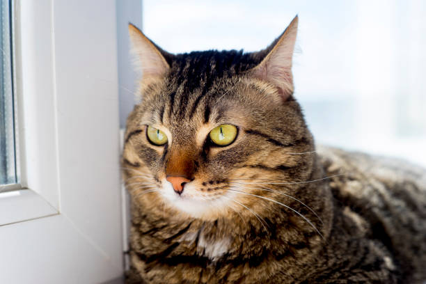 istock Portrait of a cat 842841470